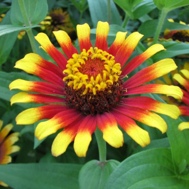 Profusion Zinnia