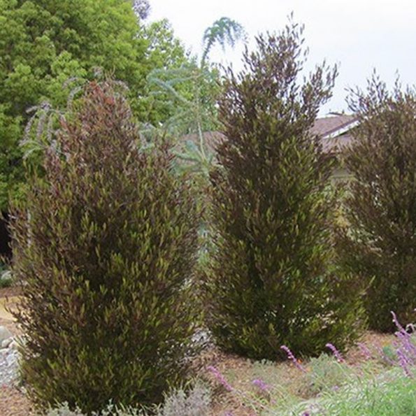 Purple Hopseed Star Nursery Garden and Rock Centers