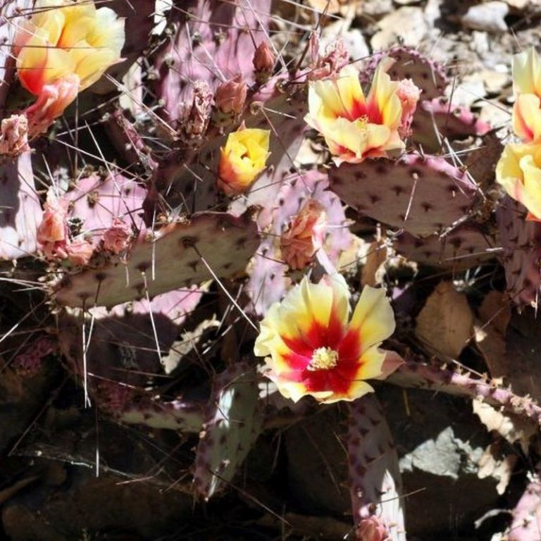 Purple Prickly Pear Star Nursery Garden and Rock Centers