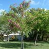 Purple Robe Locust | Star Nursery Garden and Rock Centers