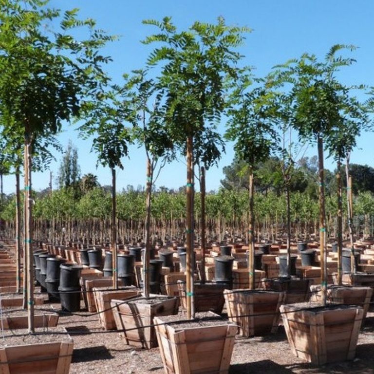 Purple Robe Locust Star Nursery Garden and Rock Centers