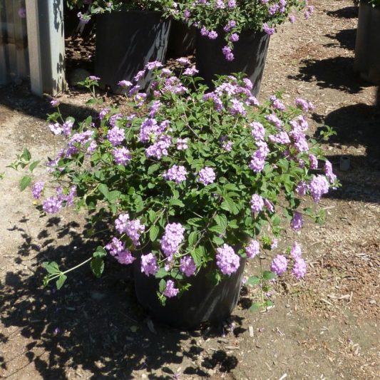 Purple Trailing Lantana | Star Nursery Garden and Rock Centers