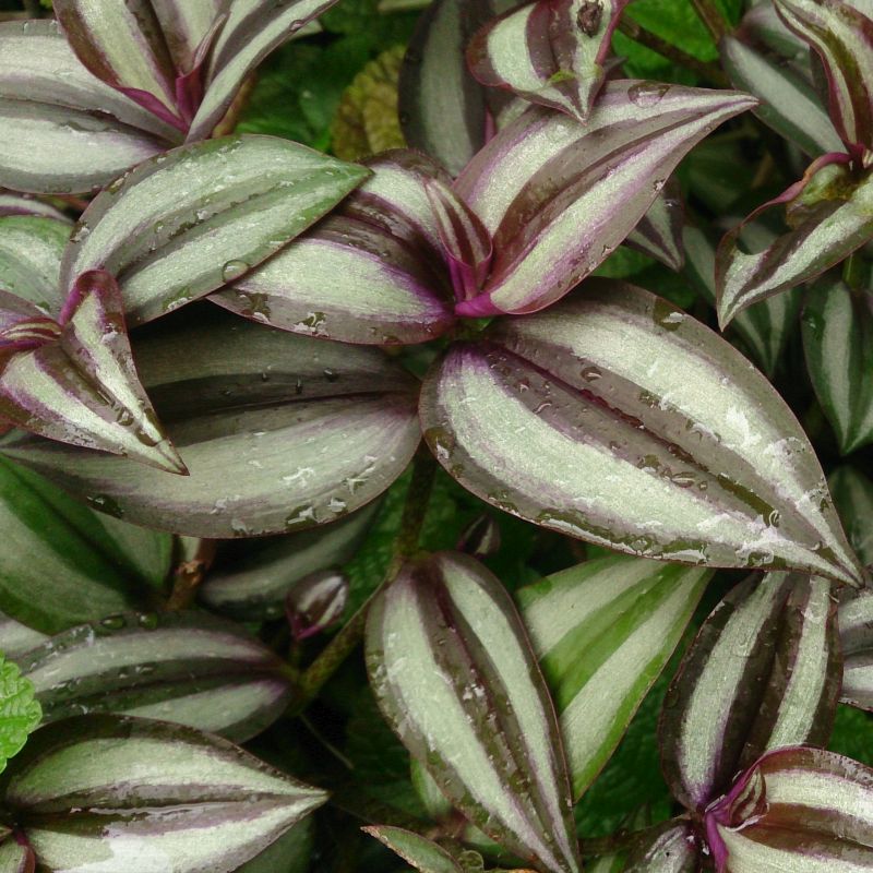 what makes a wandering jew purple