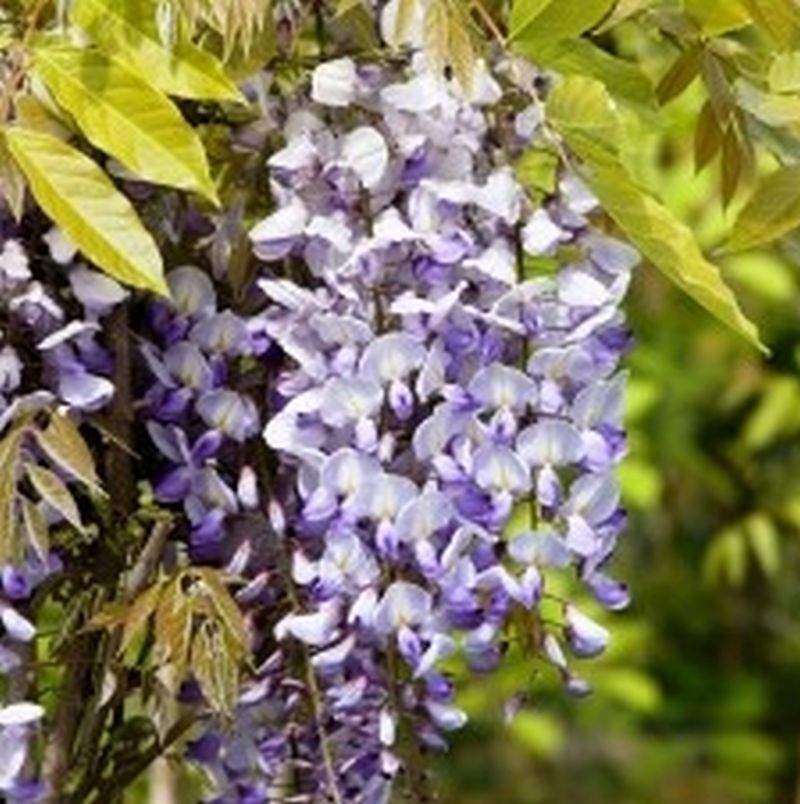 Purple Wisteria Staked  Star Nursery Garden and Rock Centers