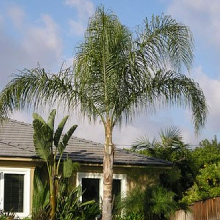 Queen Palm