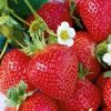 Quinault Strawberry | Star Nursery Garden and Rock Centers