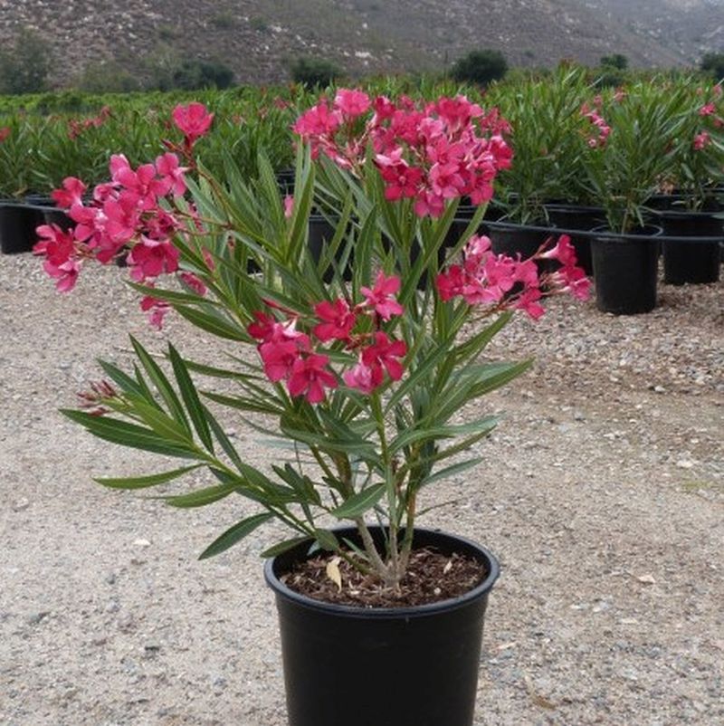 oleander anti aging krém