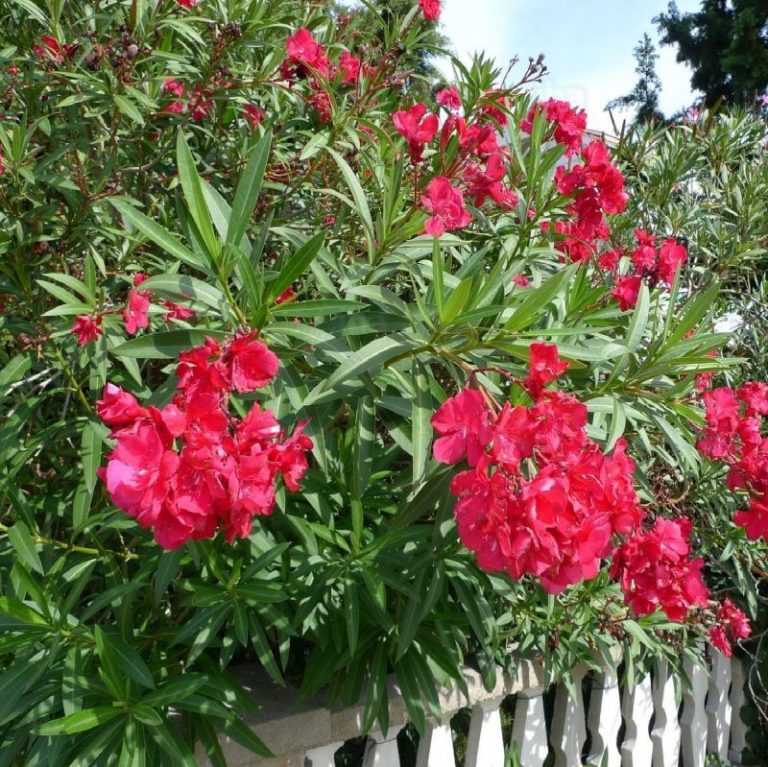 Red Oleander Tree Star Nursery Garden and Rock Centers