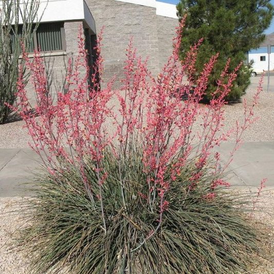 Red Yucca Star Nursery Garden and Rock Centers