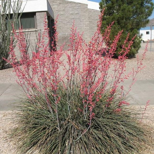 Red Yucca Star Nursery Garden and Rock Centers