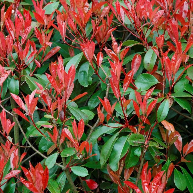 Redtip Photinia Star Nursery Garden and Rock Centers