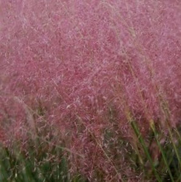Regal Mist Grass Star Nursery Garden and Rock Centers