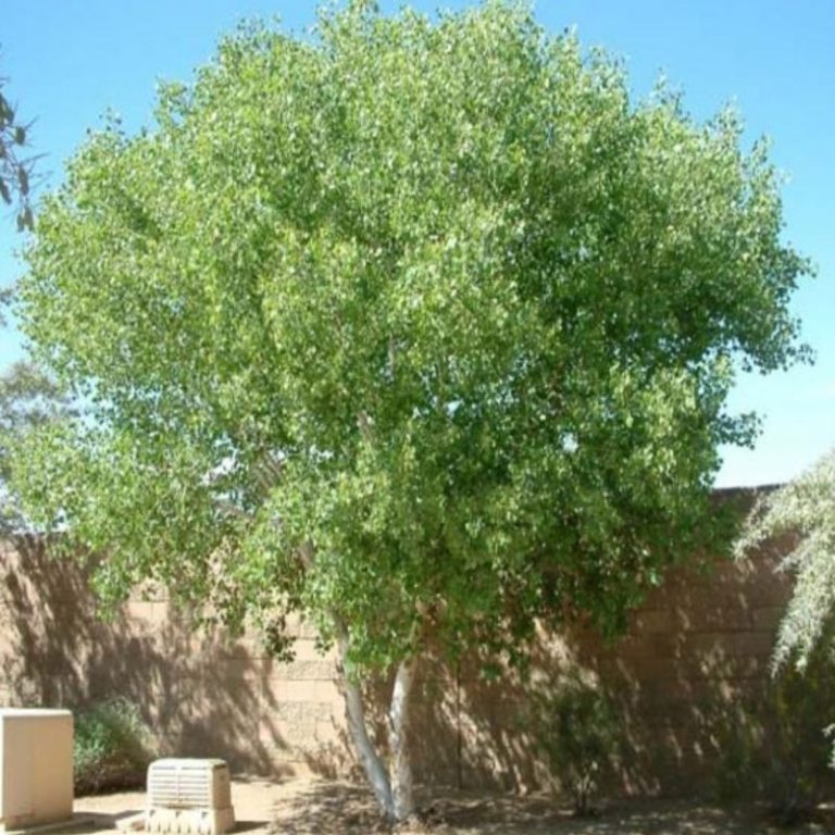 Rosewood Tree Star Nursery Garden and Rock Centers