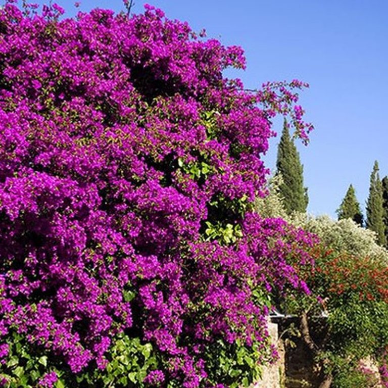 Royal Purple Bougainvillea Star Nursery Garden and Rock Centers