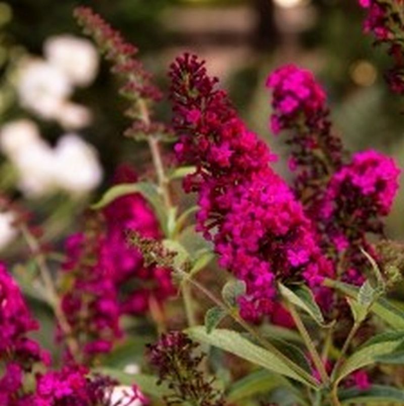 Image of Royal red butterfly bush 5