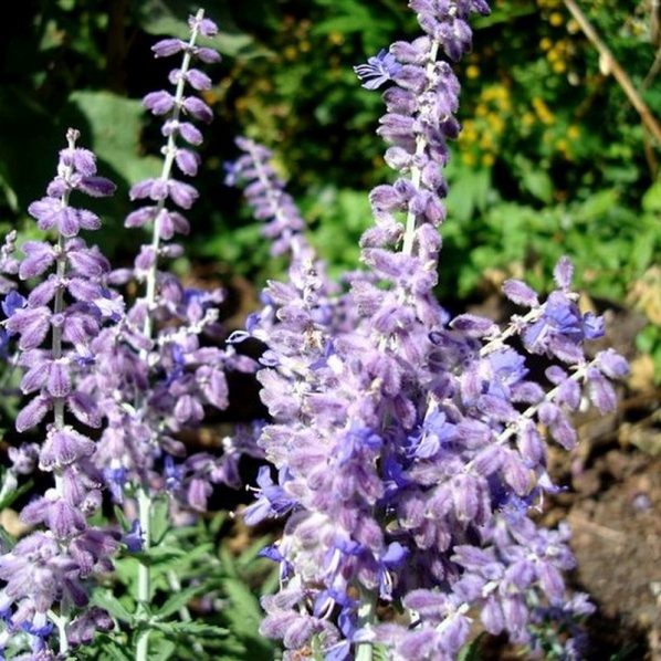 Russian Sage