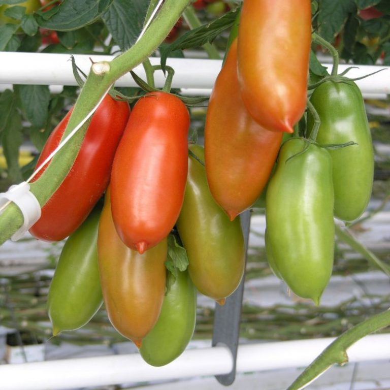 San Marzano Italian Tomato