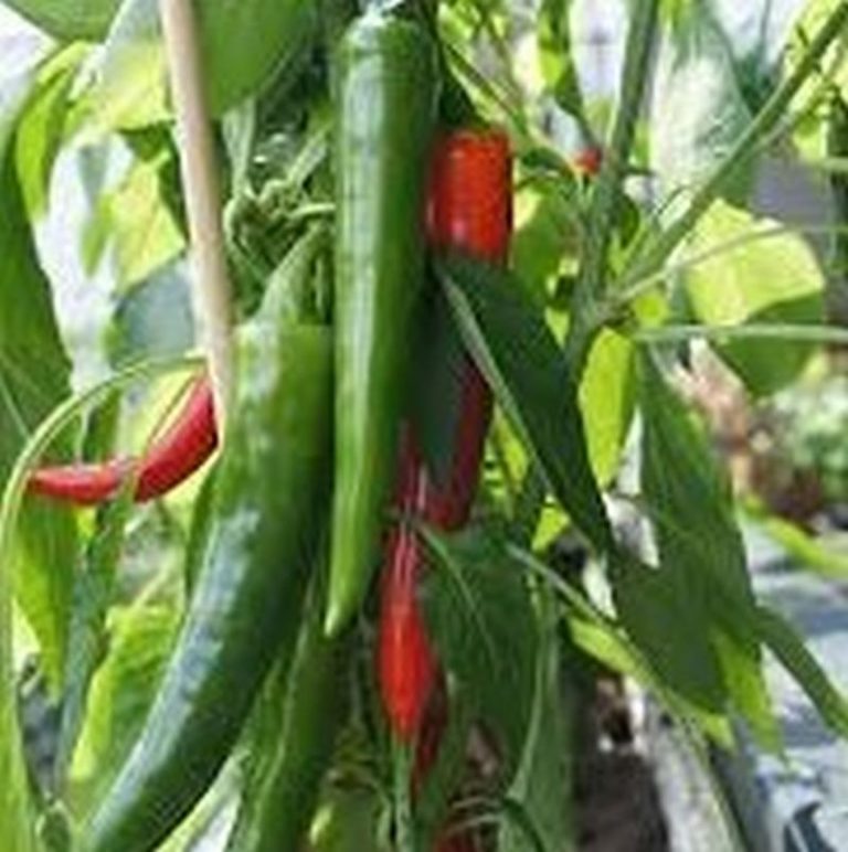 Serrano Pepper Star Nursery Garden and Rock Centers