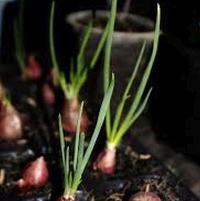 How to Grow Shallots - Organic Gardening Blog