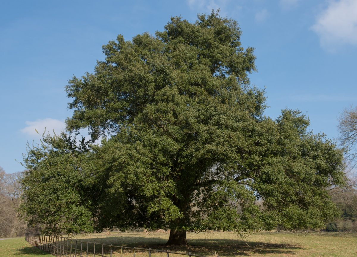 Holly Oak Tree