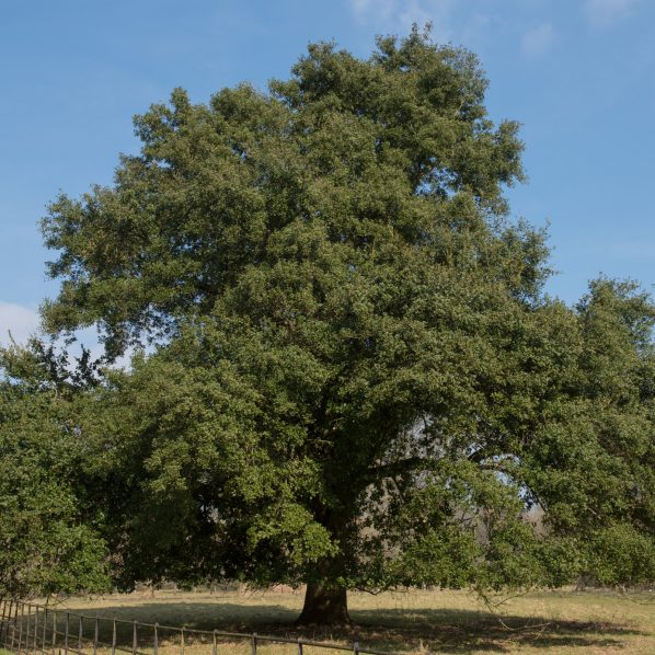 Holly Oak Tree