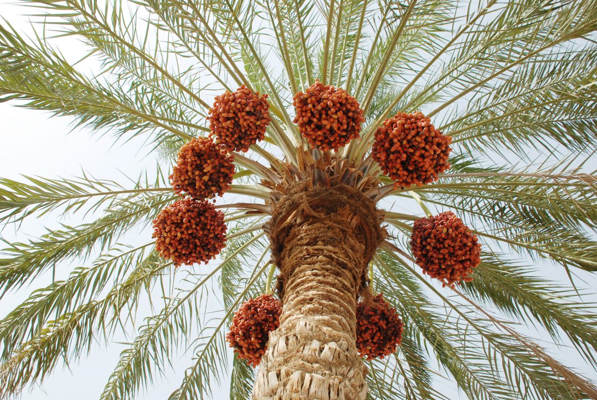 image of a large date palm