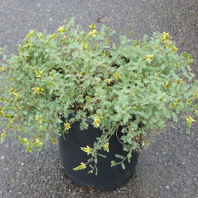 Sierra Gold Dalea Star Nursery Garden and Rock Centers