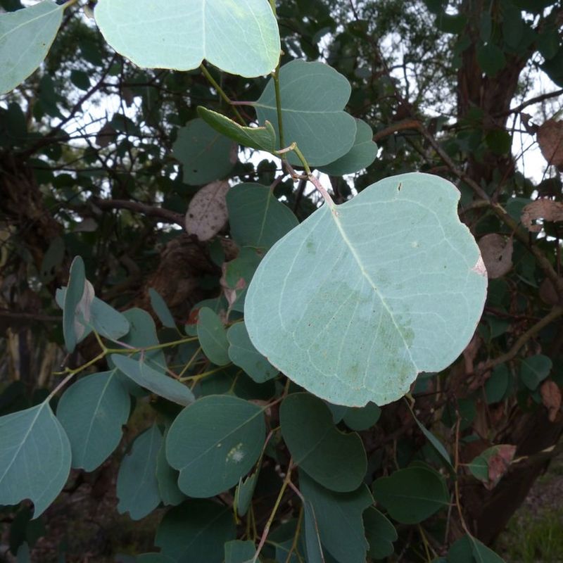 27+ Silver Dollar Eucalyptus Plants - LinnseyBrooklyn