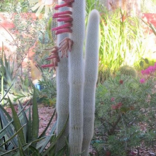 Silver Torch Cactus | Star Nursery Garden and Rock Centers