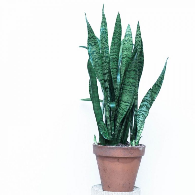 Snake Plant Light Water Requirements Snake Plant Light Water Requirements