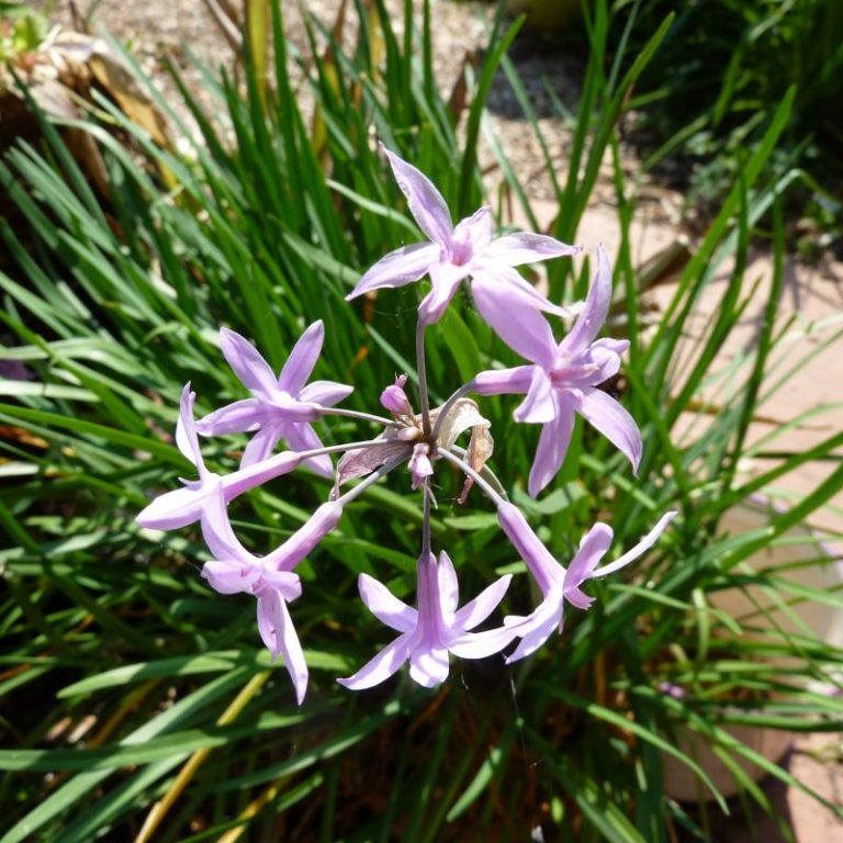 Society Garlic Star Nursery Garden and Rock Centers