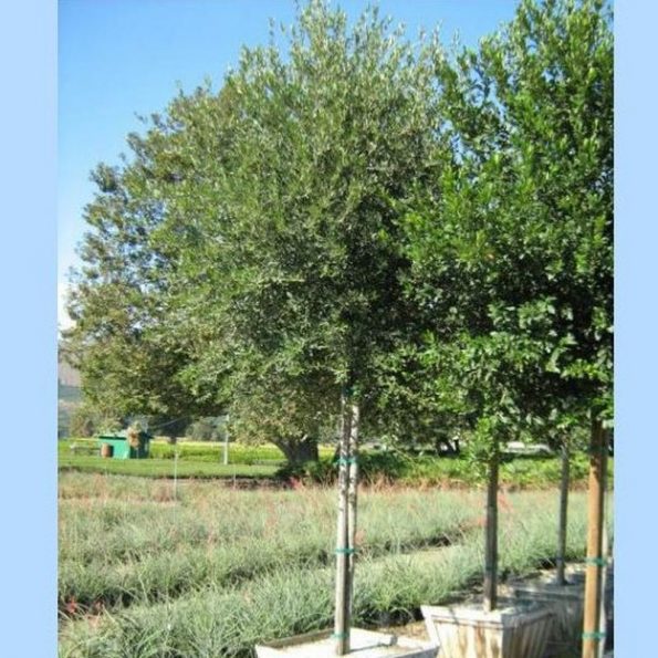 Southern Live Oak Tree Star Nursery Garden and Rock Centers