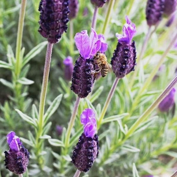 Spanish Lavender Star Nursery Garden and Rock Centers