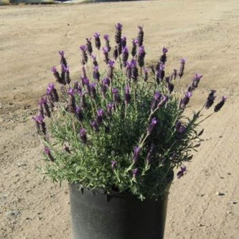 Spanish Lavender Star Nursery Garden and Rock Centers