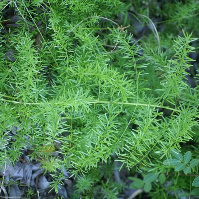 Sprenger Asparagus Fern Star Nursery Garden and Rock Centers