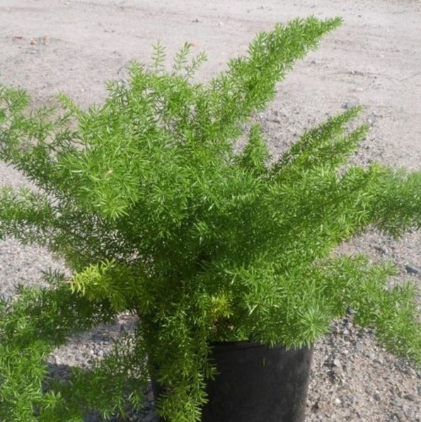 Sprenger Asparagus Fern Star Nursery Garden and Rock Centers