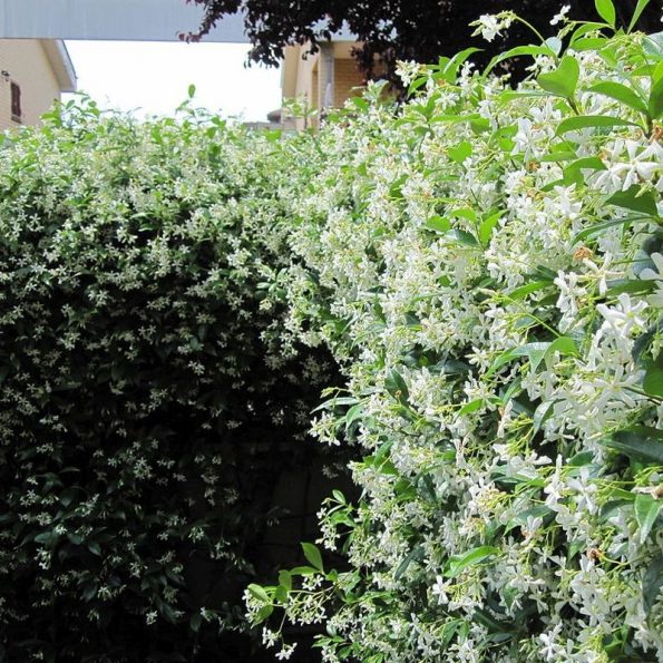 Star Jasmine Star Nursery Garden and Rock Centers