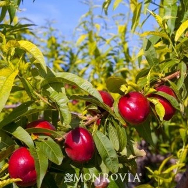 Sunred Nectarine Star Nursery Garden and Rock Centers