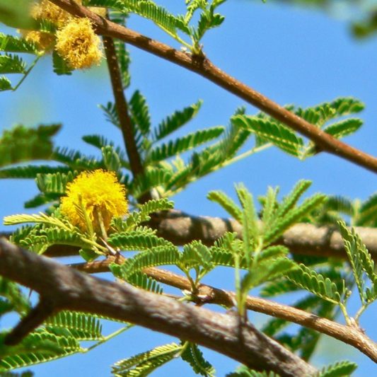 Sweet Acacia Low Branch | Star Nursery Garden and Rock Centers
