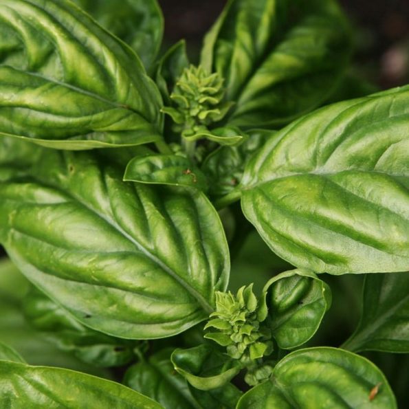 Sweet Basil Star Nursery Garden and Rock Centers
