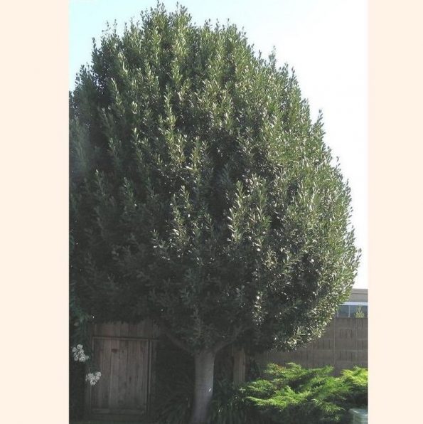 Sweet Bay Laurel Tree Star Nursery Garden and Rock Centers