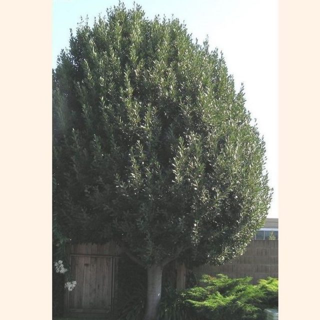 Sweet Bay Laurel Tree Star Nursery Garden and Rock Centers