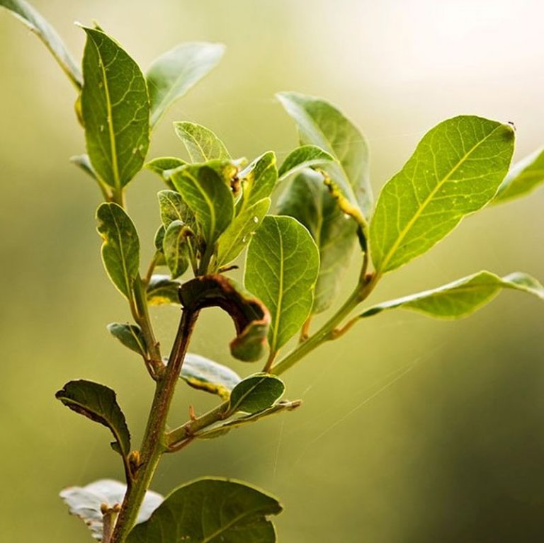 Sweet Bay Laurel Tree Star Nursery Garden and Rock Centers