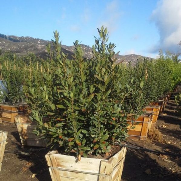 Sweet Bay Laurel Tree Star Nursery Garden and Rock Centers