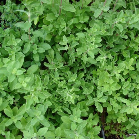 Sweet Marjoram Star Nursery Garden and Rock Centers