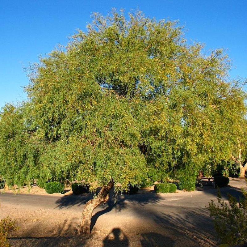 texas mesquite trees for sale