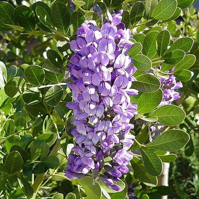 Texas Mountain Laurel Tree Star Nursery Garden and Rock Centers