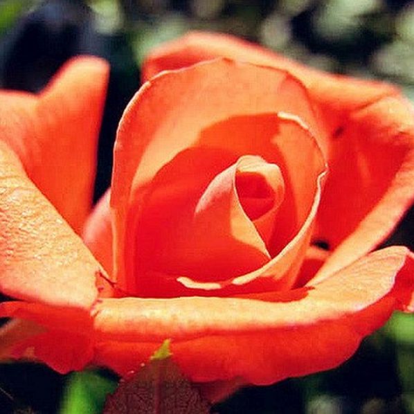 Tropicana Rose