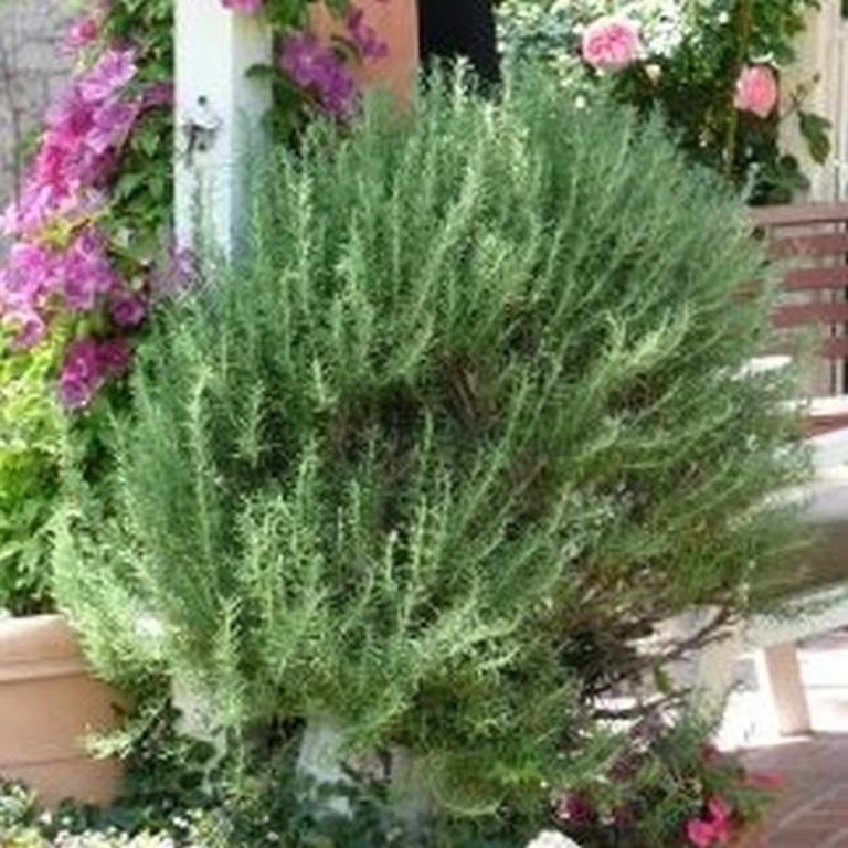 Tuscan Blue Rosemary Star Nursery Garden and Rock Centers