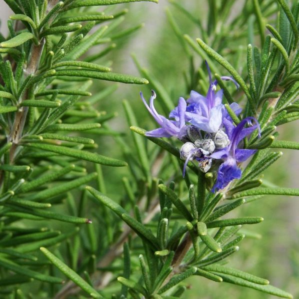 Tuscan Blue Rosemary Star Nursery Garden and Rock Centers